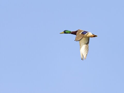 Mallard (Anas platyrhynchos), male flying, Saxony, Germany
