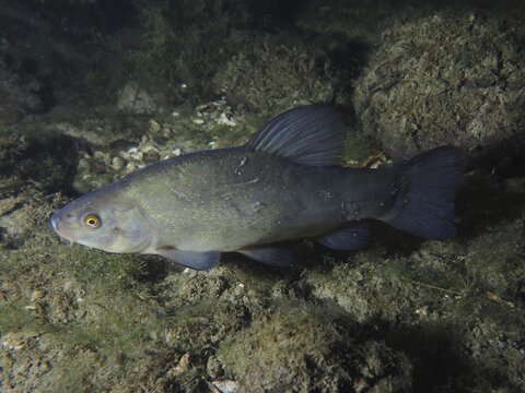 A tench (Tinca tinca) swims in a rocky underwater area in low light. Dive site Zollbr&uuml;cke, Rheinau, Canton Zurich, Rhine, High Rhine, Switzerland, Germany