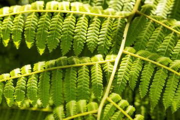 A tender, coiled shoot fiddlehead of a tree fern Cyathea paisa, covered in delicate golden scales and illuminated by natural light. © Luis Echeverri Urrea