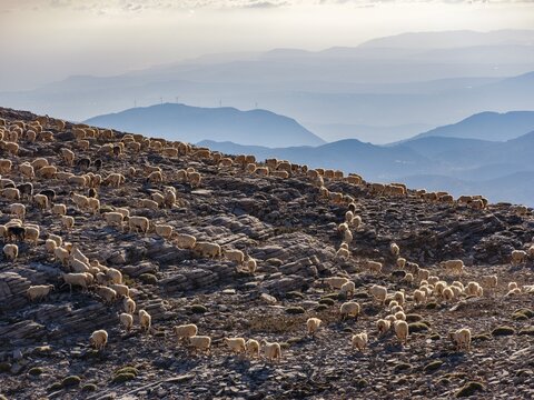 Free-roaming herd of goats in the Psiloritis area, Ida Massif, Crete, Greece