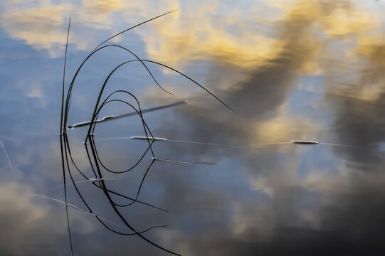 Reflection of blades of grass and clouds in a lake, Aviemore, Scotland, Great Britain