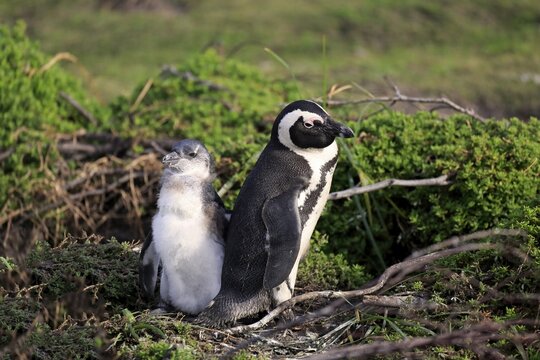 Jackass Penguins or African Penguins (Spheniscus demersus), adult with chick, Stony Point, Betty's Bay, Western Cape, South Africa