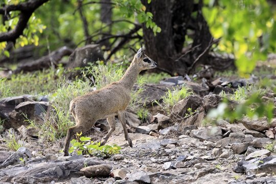 Transvaal klipspringer (Oreotragus transvaalensis), adult male running, Kruger National Park, South Africa