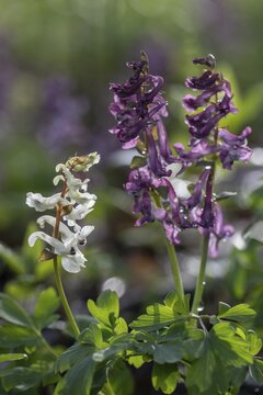 Hollow larkspur (Corydalis cava), Bad Iburg, Lower Saxony, Germany