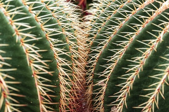 Golden Barrel Cactus or (Echinocactus grusonii), cactus, spines, detail view, botanical garden, Dahlem, Berlin, Germany