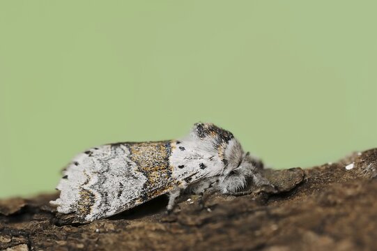 Sallow kitten moth (Furcula furcula), North Rhine-Westphalia, Germany