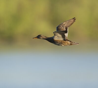 Schnatter duck (Mareca strepera), female flying across a lake, Lower Saxony, Germany