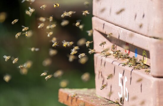 Western honey bee (Apis mellifera) at the hive, Thuringia, Germany