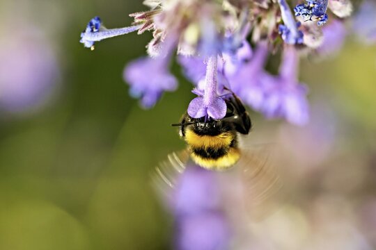 Garden bumblebee (Bombus hortorum), on a catmint (Nepeta x faassenii) flower, Meienberg, Canton of Aargau, Switzerland