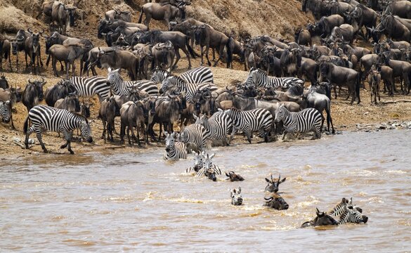 Steppe zebras (Equus quagga) and wildebeest (Connochaetes taurinus) crossing the Mara River, Great Migration, Serengeti National Park, Tanzania