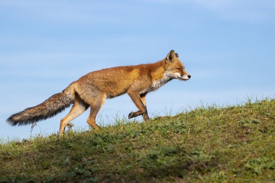 Red fox (Vulpes vulpes), Zandvoort, Netherlands