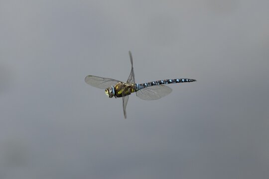 Migrant hawker dragonfly (Aeshna mixta) adult insect in flight in summer, England, United Kingdom