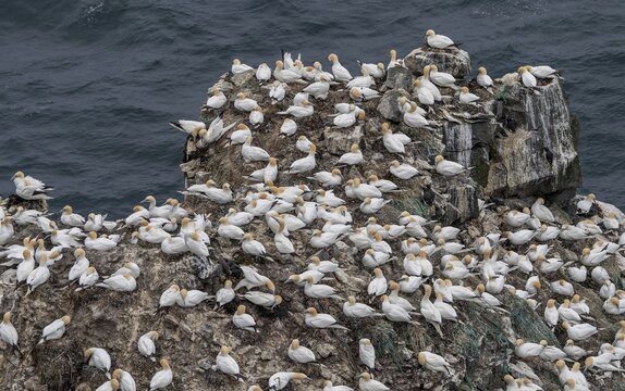 Gannet colony, Northern gannet (Morus bassanus), rock needle St&oacute;ri Karl, Skouvikurbjarg, Langanes Peninsula, Nor&eth;urland eystra, Iceland