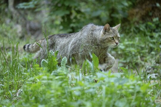 European wildcat (Felis silvestris) walking through its territory, captive, Germany