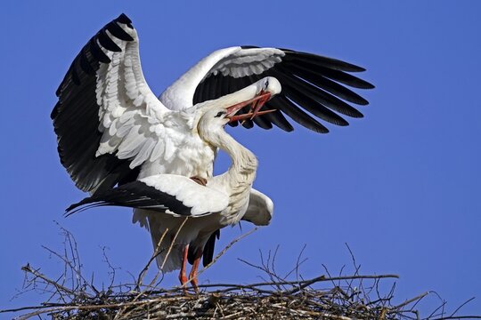 White stork (Ciconia ciconia) mating on the nest, Hesse, Germany