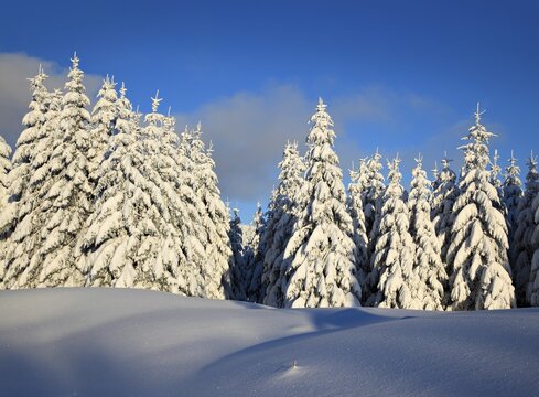 Snow-covered winter landscape, snow-covered spruces and sparkling snow crystals, Harz National Park, Saxony-Anhalt, Germany
