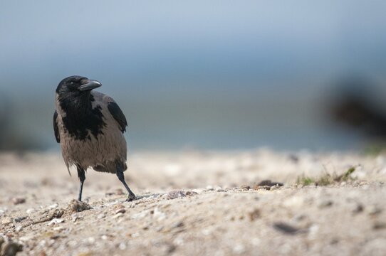 Corvus cornix, hooded crow, birds, corvidae family of birds, passeri, corvids, songbirds, birds