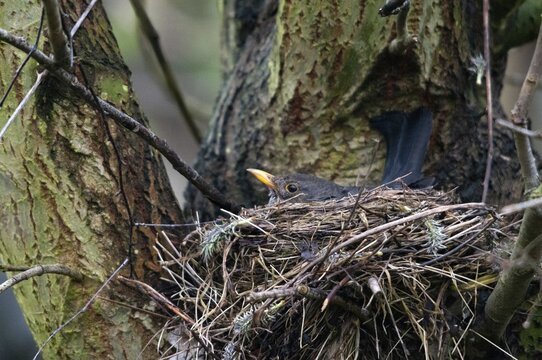 Blackbird, Turdus Merula, Birds, Breed, Brut, Female, Nest, Passeri, Songbirds, Birds, Female
