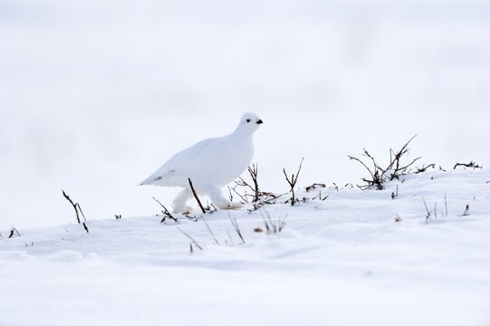 Willow Ptarmigan (Lagopus lagopus) in white plumage in the frozen, snowy, Arctic tundra, Alaska, USA