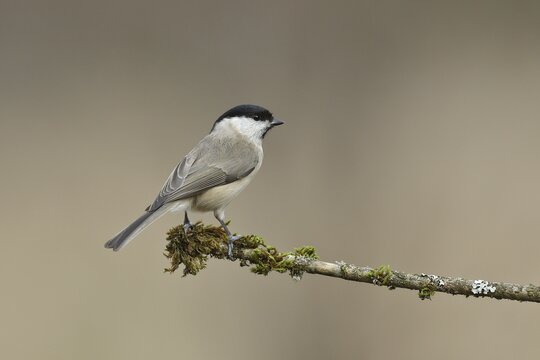 Willow Tit (Parus montanus) sitting on a branch, Wilden, North Rhine-Westphalia, Germany