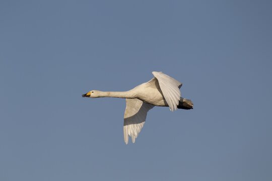Whooper swan (Cygnus cygnus), adult bird in flight, Cambridgeshire, England, United Kingdom