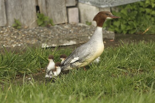 Common merganser (Mergus merganser) Female with some young birds, a few seconds after leaving the breeding site, Allg&auml;u, Bavaria, Germany