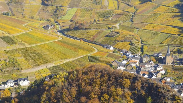 Vineyards in autumn, Mayscho&szlig; with parish church, red wine growing region Ahrtal, red wine of the Pinot Noir and Portugieser grape is grown here, Eifel, Rhineland-Palatinate, Germany
