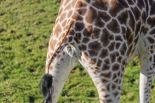 A female Rothschild's Giraffe (Giraffa camelopardalis camelopardalis) urinating