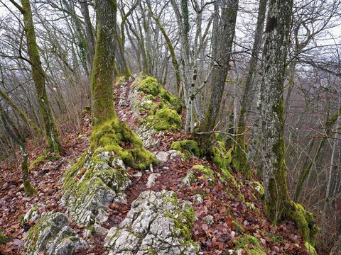 Moss-covered trees surrounded by distinctive limestone formation, L&auml;gerngrat, Baden, Canton Aargau, Switzerland