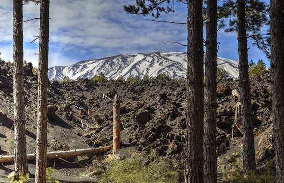 Snow-capped peaks, trees, wall of lava rubble, Etna, volcano, eastern Sicily, Sicily, Italy