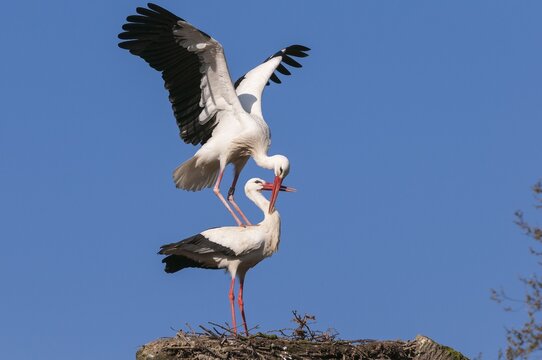 White stork (Ciconia ciconia) at the nest during mating in front of blue sky, Paar, , Oldenburger M&uuml;nsterland, Vechta, Lower Saxony, Germany
