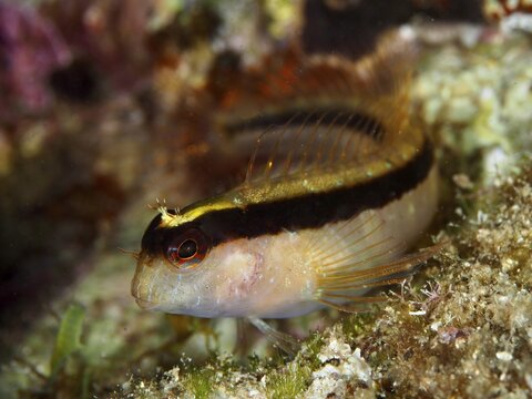 Brightly striped Tompot blenny (Parablennius rouxi) with red eyes in a reef in the Mediterranean Sea near Hy&egrave;res, dive site Giens Peninsula, Provence Alpes C&ocirc;te d'Azur, France