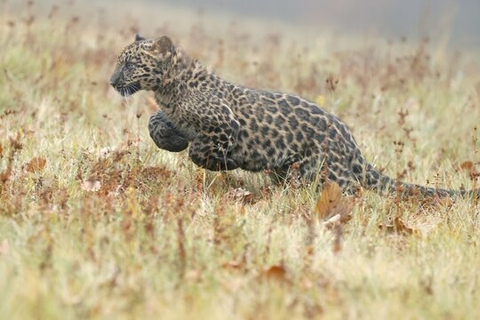 Indian indian leopard (Panthera pardus fusca) young in a meadow, Czech Republic