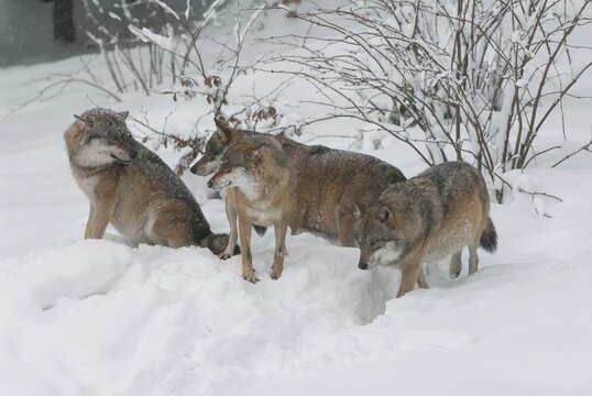 Gray wolves (Canis lupus) standing and sitting in the snow, captive, Bavaria, Germany