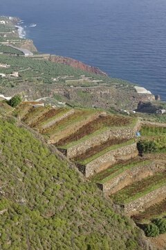 Terraces with plants stretch along a steep coastline overlooking the sea, San Andres, La Palma, Canary Islands, Spain