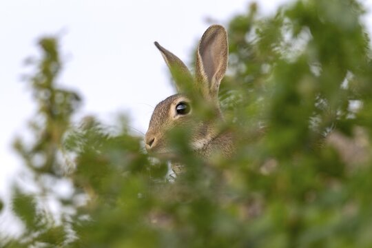 A wild rabbit (Oryctolagus cuniculus) observes the surroundings from a hill, viewpoint, Germany