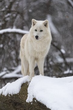 Melville Island wolf (Arctic wolf) standing in snow covered forest, snow falling