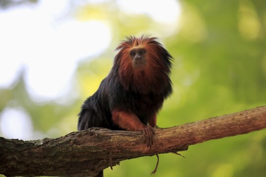 Golden-headed lion tamarin (Leontopithecus chrysomelas), adult, sitting on branch, captive