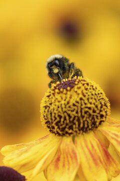 Early bumblebee (Bombus pratorum) adult bee insect feeding on a garden Helenium flower in summer, England, United Kingdom