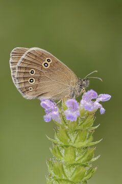Ringlet (Aphantopus hyperantus), North Rhine-Westphalia, Germany