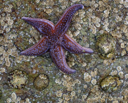 Starfish on a rock, Lauvsnes, Nord-Tr&oslash;ndelag, Norway