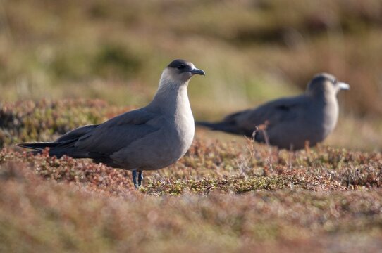 Arctic hunter, arctic skua, arctic tern, Norway, parasitic hunter, parasitic skua, parasite predatory gull, stercorarius parasiticus, varanger, birds, charadriiformes, limikolen, predatory gulls, stercorariidae, birds