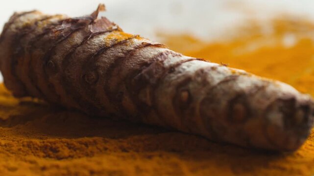 Turmeric root and turmeric powder close up, fresh curcuma rhizome with ground yellow spice and wooden spoon, indian ayurveda superfood ingredient