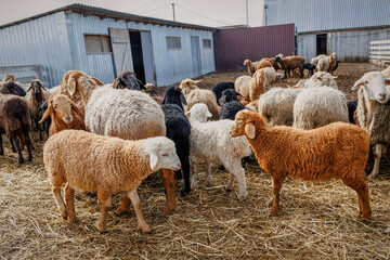 Sheep gathered in a farmyard pen © Maryna
