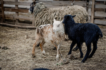 Sheep and lambs in a farm pen © Maryna