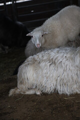 Sheep resting in a barn at night © Maryna
