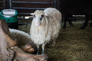 Sheep standing inside a farm barn © Maryna