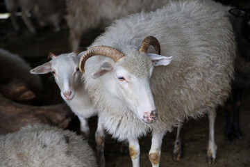 Horned sheep standing in a barn © Maryna