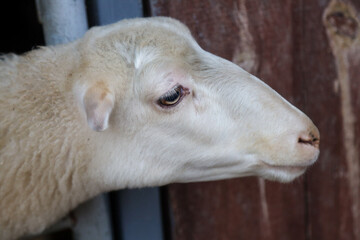 White sheep at a wooden barn stall © Maryna
