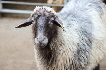 Sheep standing in a farm pen © Maryna